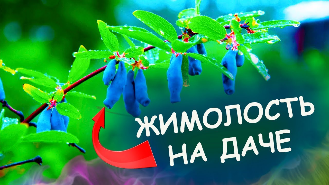 ДЕВЯТЬ советов как выращивать ЖИМОЛОСТЬ на даче Жимолость посадка и уход, полезные свойства #garden