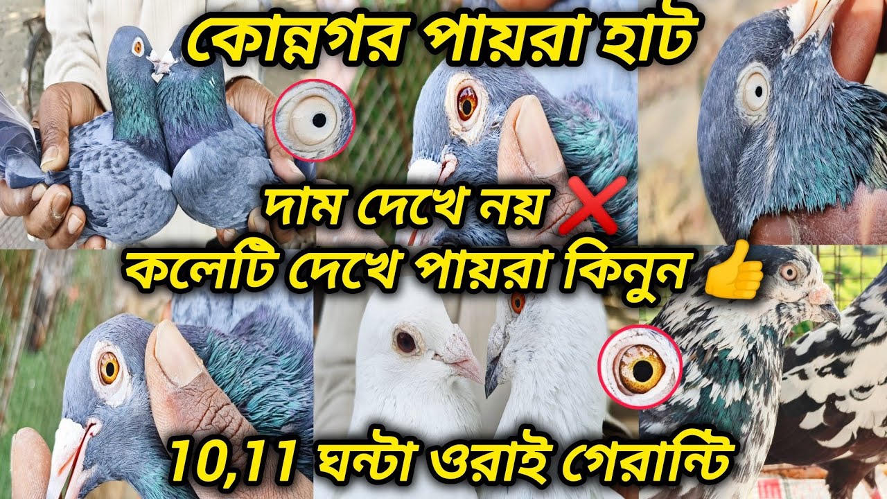 কোন্নগর পায়রা হাট। দাম দেখে নয় ❌ কলেটি দেখে পায়রা কিনুন 👍। 10,11 ঘন্টা ওরাই গেরান্টি