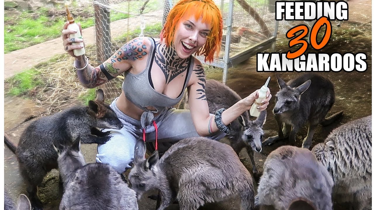 my morning routine feeding all 30 KANGAROOS