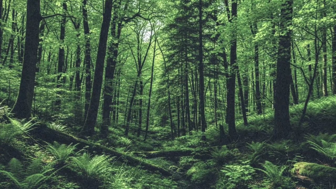 Relaxing Ambient Music | Forest - Deep Sleep Music