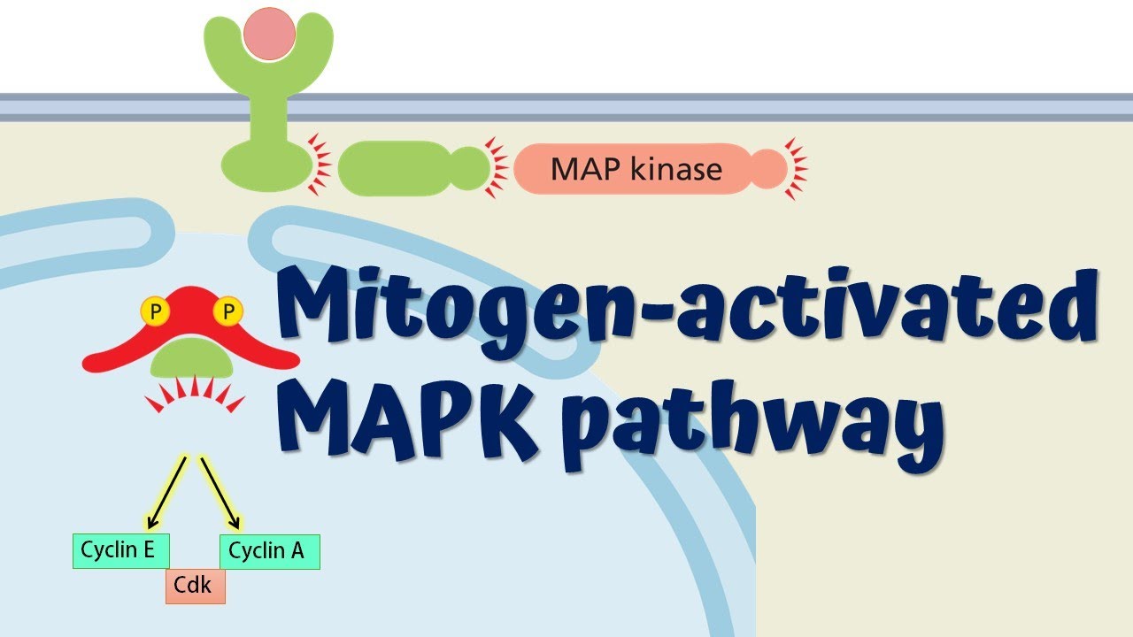 MAPK Signaling Pathway || Animated Explanation