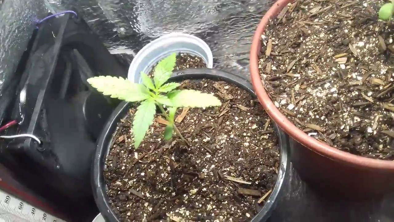 PC GROW CASEIRO CULTIVO#O2- 11 DIAS DE VEGA CANABIS INDICA E SATIVA SE INSCREVE NO CANAL !