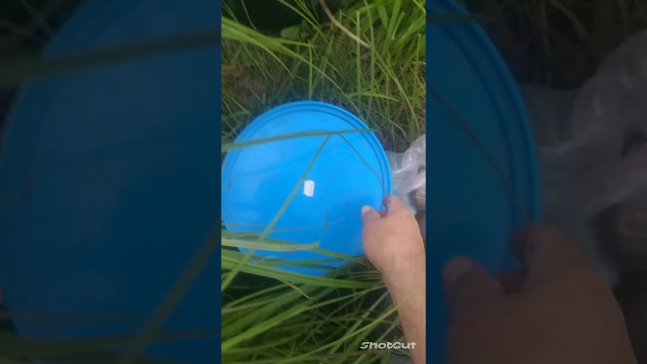 19.07.2025Чистые пруды ловлю линя #рыбалка #fishingvideo #fishing #линь