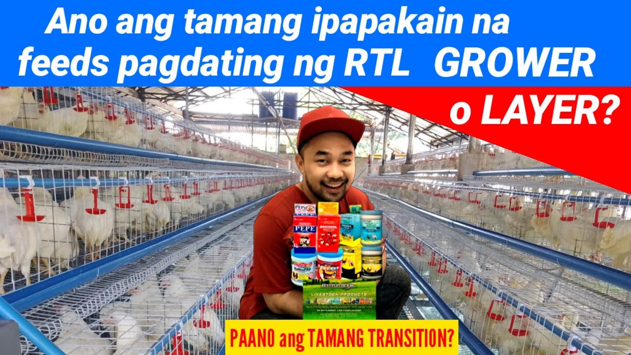 Ano ang ipapakain na feeds pagdating ng RTL Grower o Layer feeds at paano ang tamang Transition?