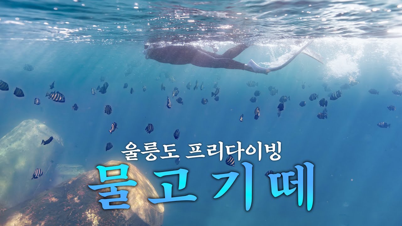 울릉도에서 1일 3다이빙하고 물멀미 하는 프리다이버..  PADI FREEDIVER  - 울릉도🌊(2)