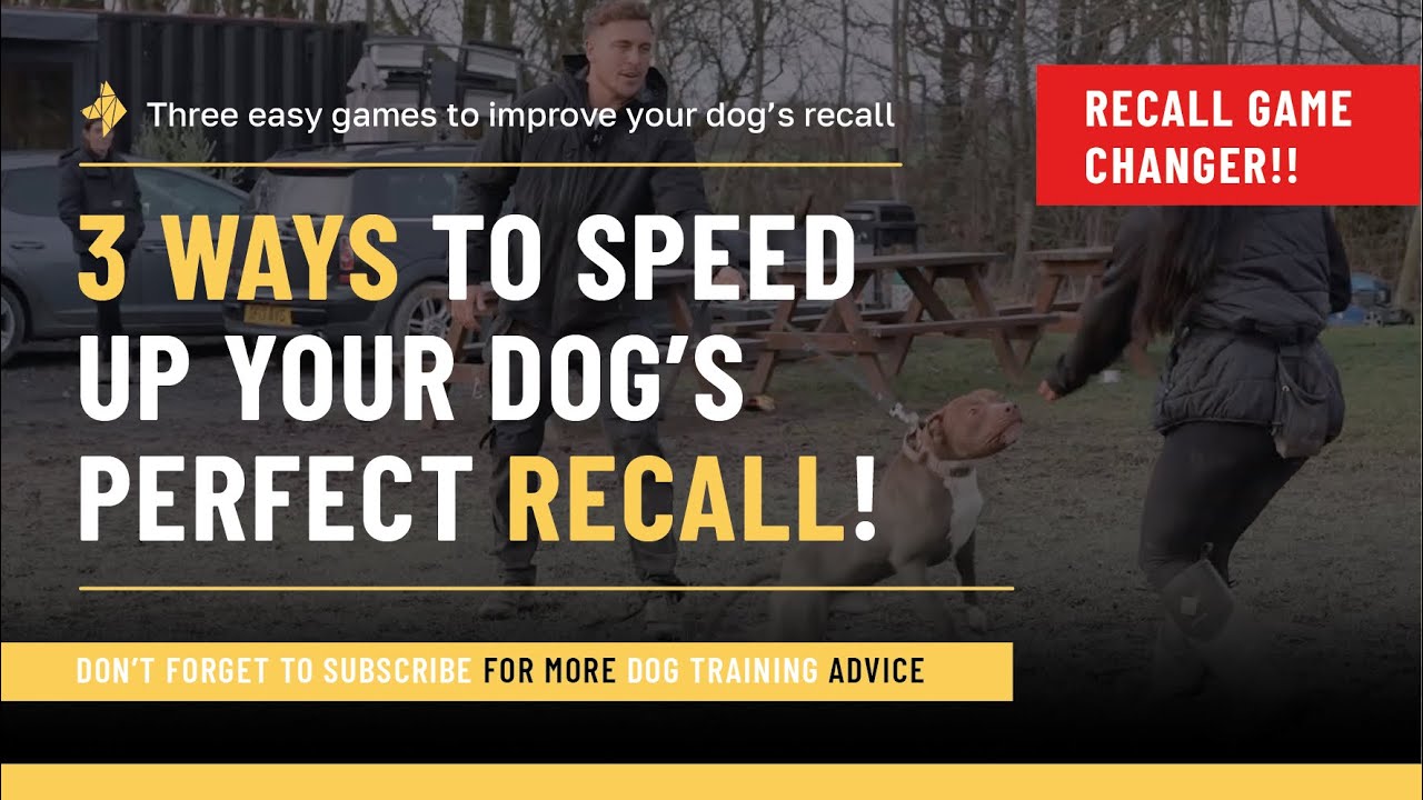 3 способа ускорить реакцию вашей собаки!!!