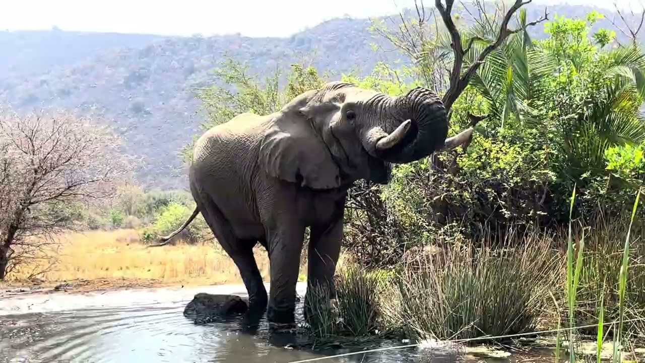 S African Elephants 
