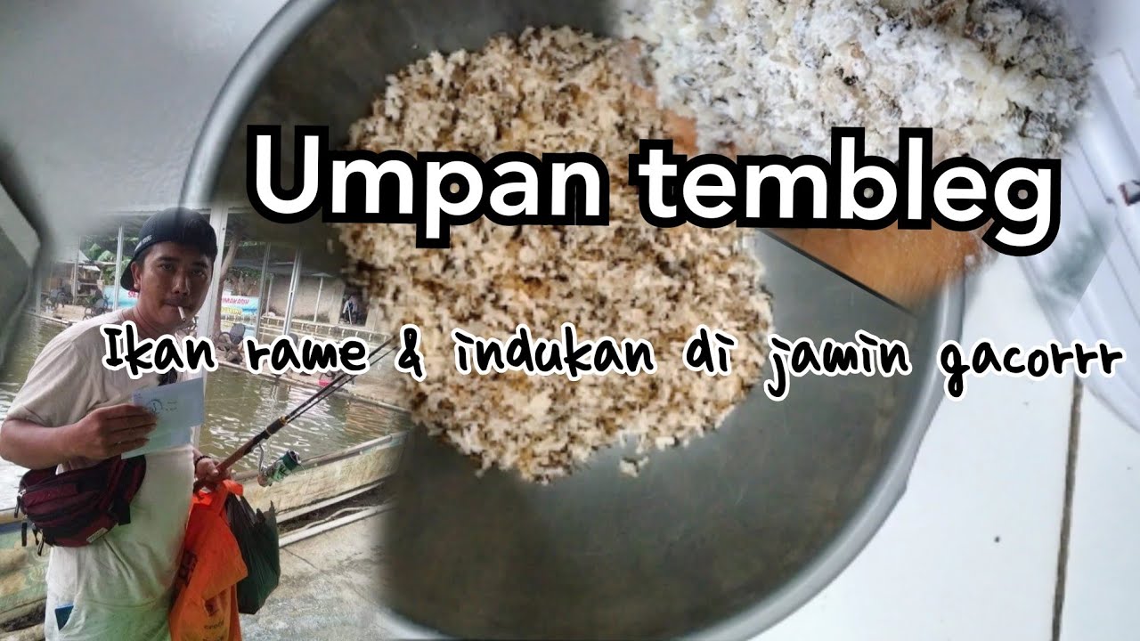 umpan tembleg di jamin gacor | lomba | ikan induk | ikan rame #umpantepung #tembleg