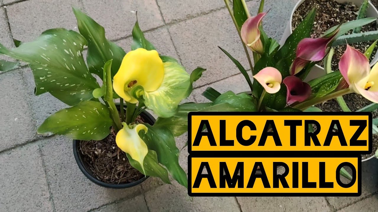 Alcatraz Amarillo 💛 (Cala amarillo)