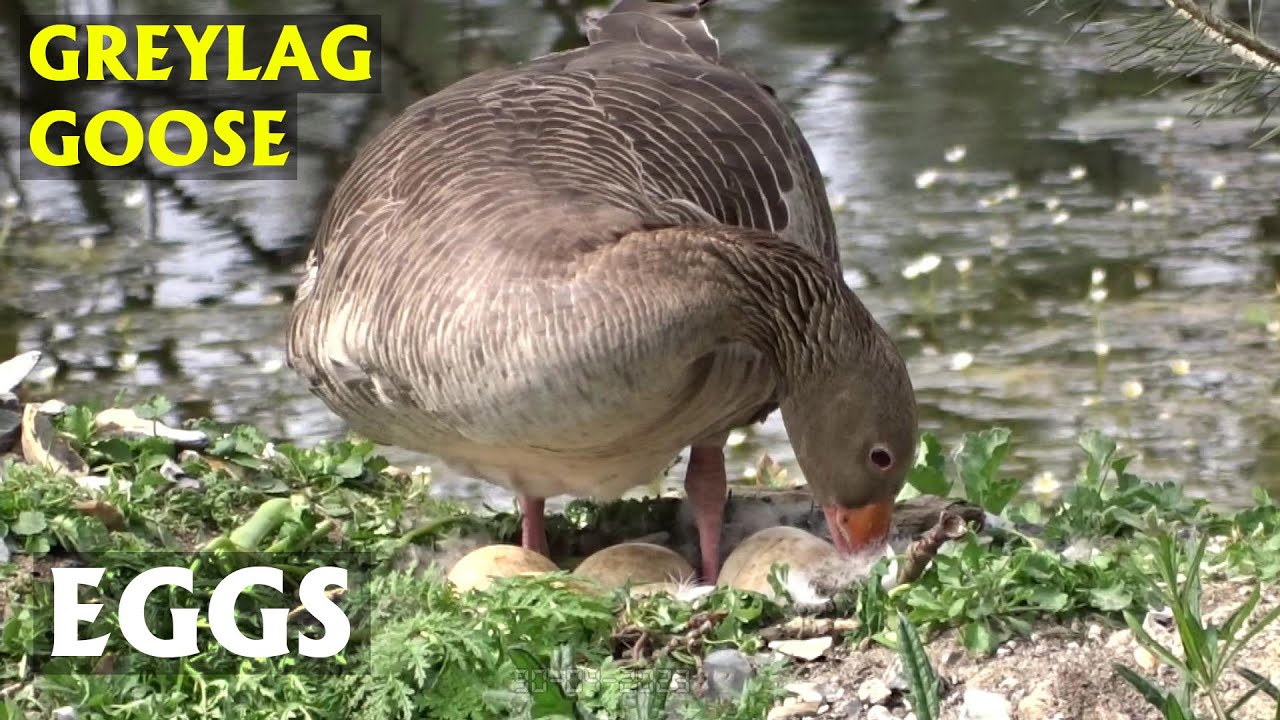 Greylag goose eggs close up in the nest. PART 14