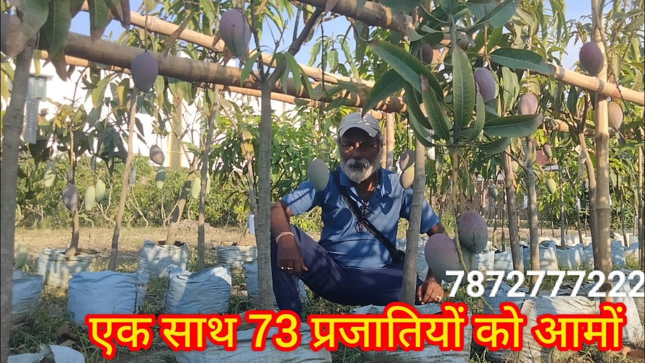 अब तक किसी भी नर्सरी ने आम की 73 किस्मों एक साथ प्रदर्शित नहीं किया था, सागर नर्सरी ने किया।