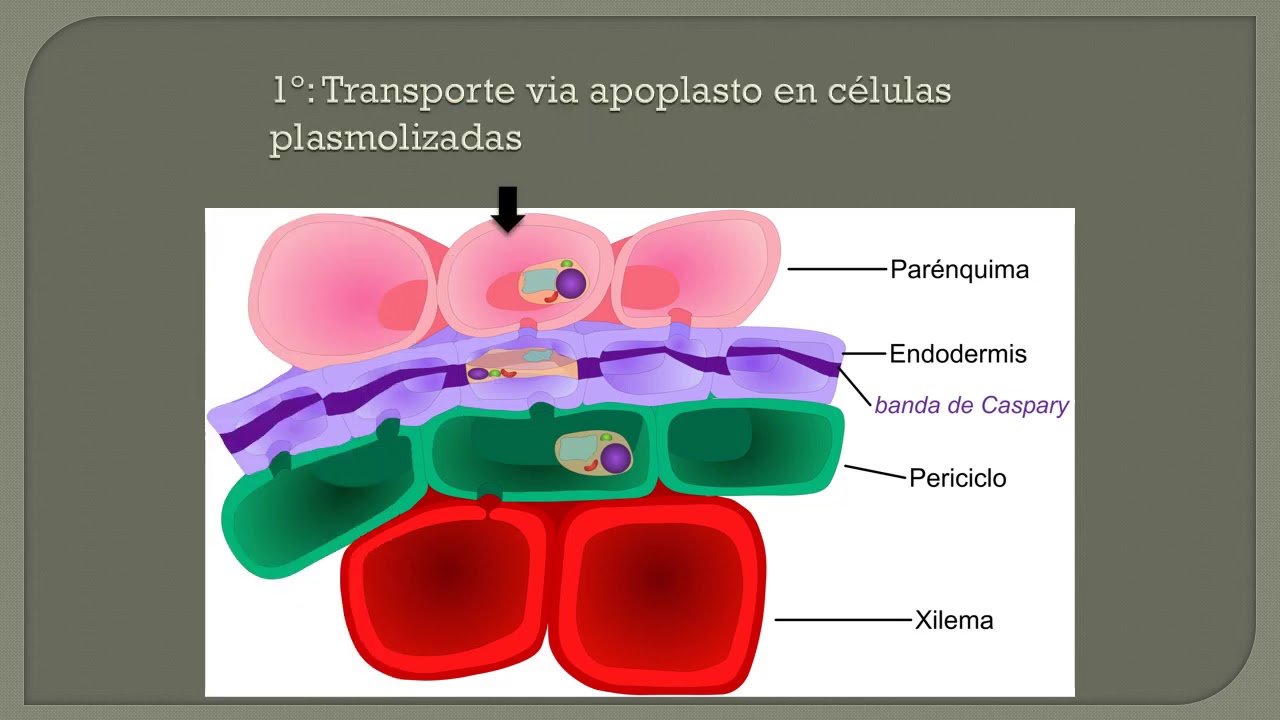 Unidad 19. Anatomía de raíz: Endodermis y Sistema vascular (2° de 3 vídeos).