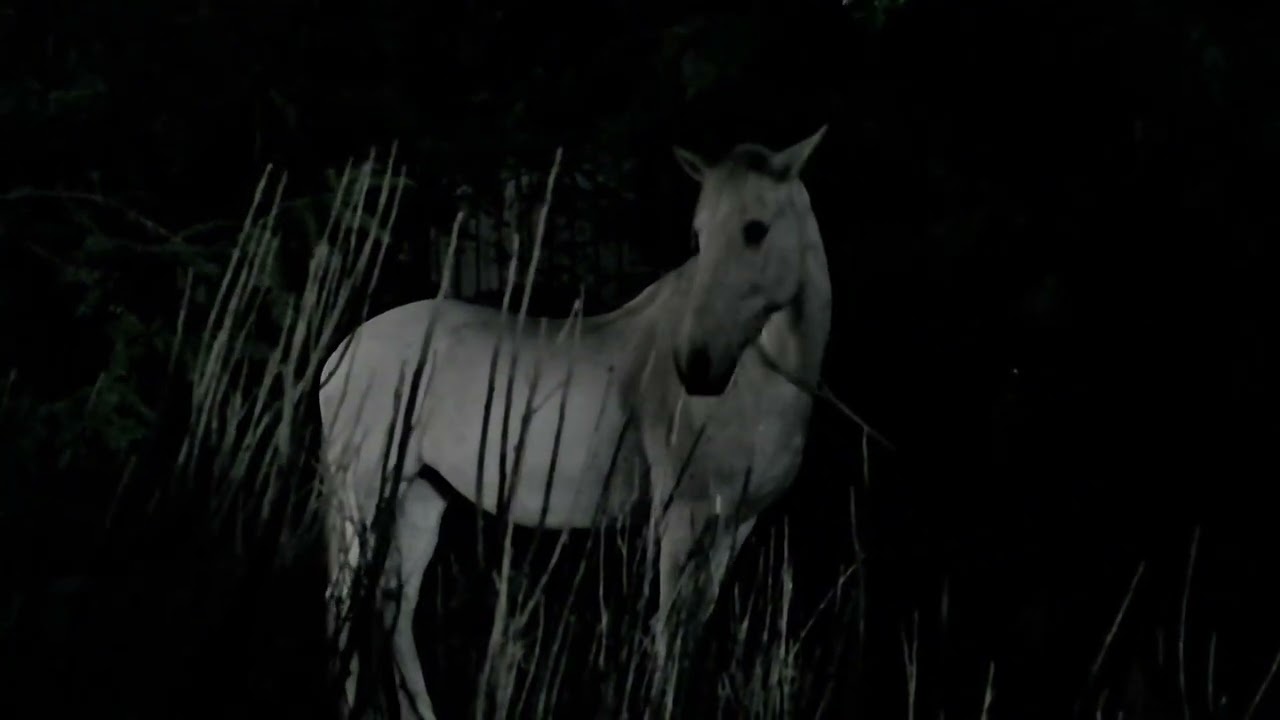 Noah Cyrus - Man In The Field (Official Visualizer)
