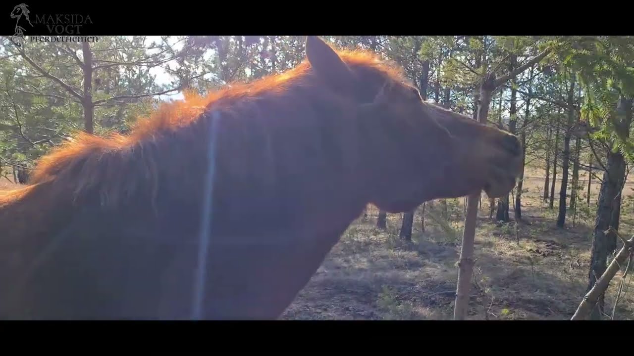 Fellwechsel, Kolloide, Tonerde f&uuml;r die Pferde, erster Trimm Fohlen