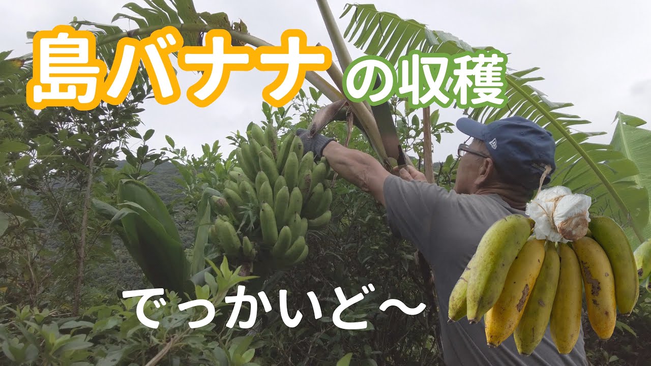 【バナナ】甘くて味の濃い島バナナを収穫🍌 #83