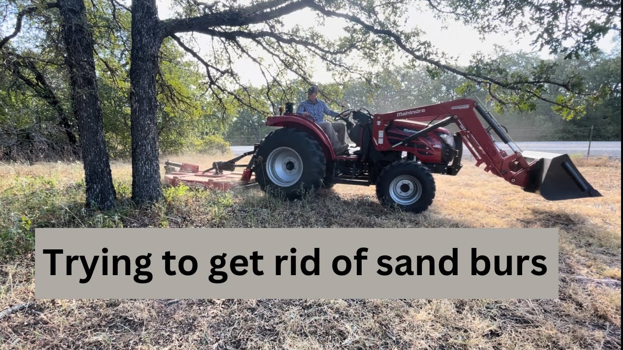 Trying to get rid of sand burs, moving cows,  last 7 months of projects.