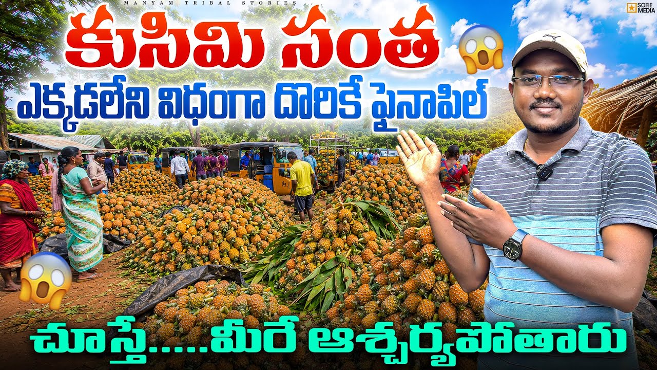 Largest Pineapple Market in Seethampeta || Kusimi Tribal Santa ||కుసిమి సంతలో నేల పనస వరద🍍#pineapple