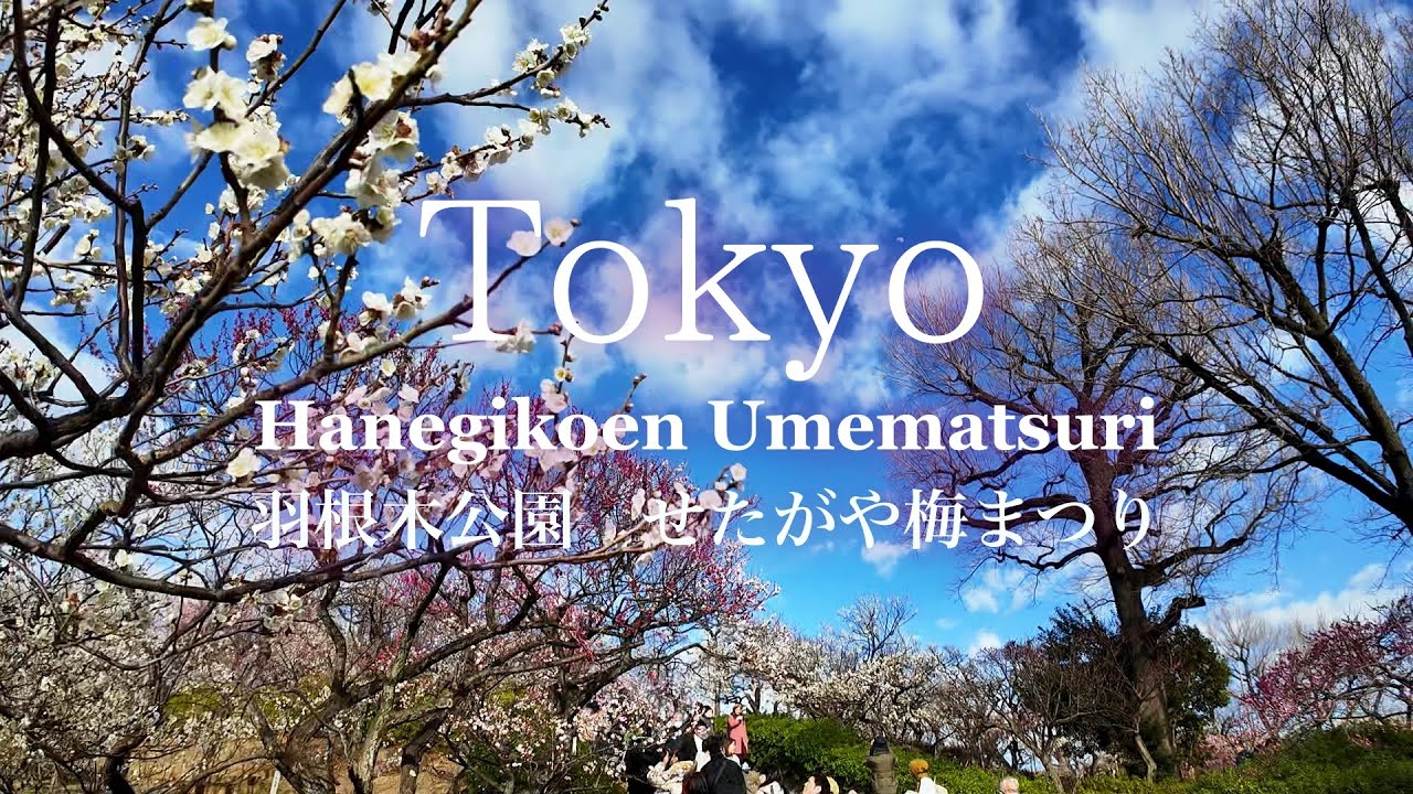 Tokyo Walk→せたがや梅まつり 羽根木公園 写真映え間違えない可愛い梅に春の訪れを感じる心弾むひととき、東京、梅ヶ丘、世田谷区、小田急線 2024.2