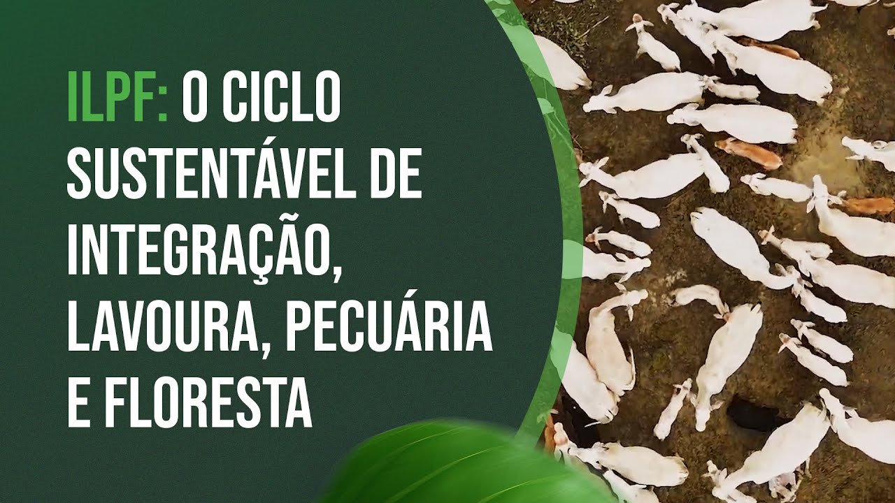 ILPF: O Ciclo Sustentável de Integração, Lavoura, Pecuária e Floresta