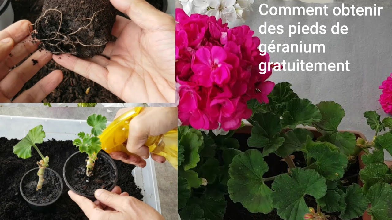 Comment bouturer le géranium de A à Z ? simple et facile