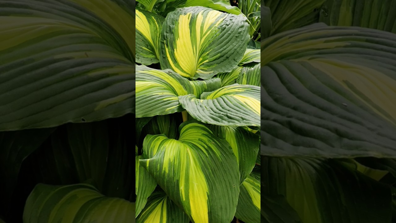 Im Hosta Paradies #hosta #hostas #hostaParadies #funkie