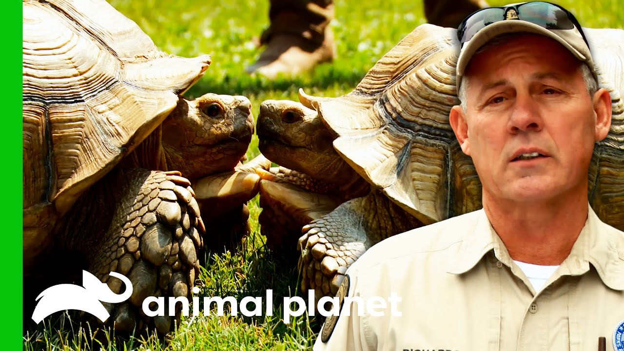 100lb Tortoise Finds The Perfect Place To Live | Lone Star Law