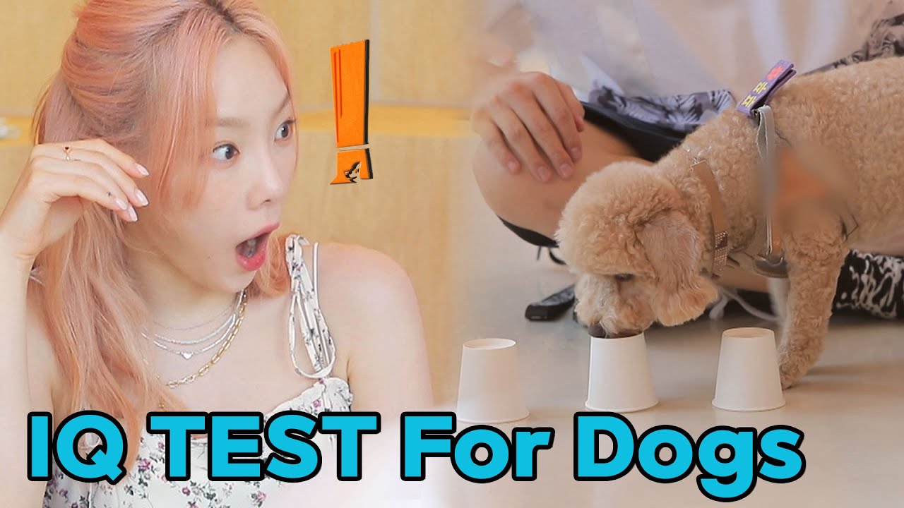 What is the IQ of Taeyeon's dog, Zero?💡