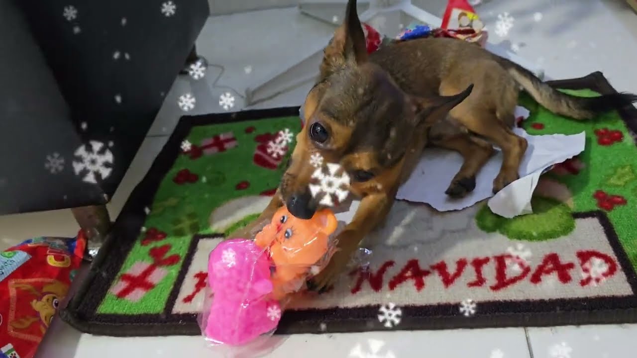 Радость моего маленького чихуахуа: он раскрывает свои подарки 🎁