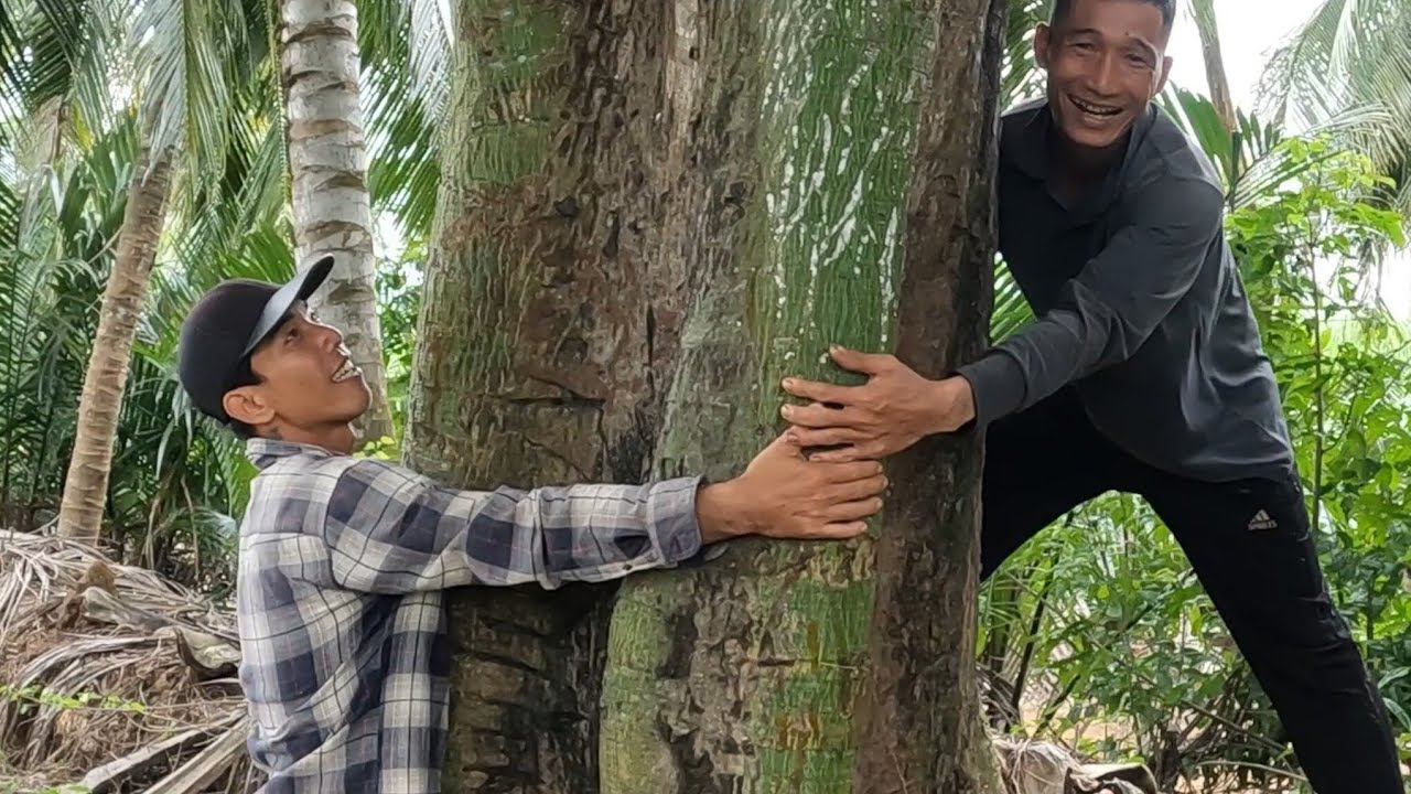 Chinh phục tổ ông trên cây gòn to hai người ôm 