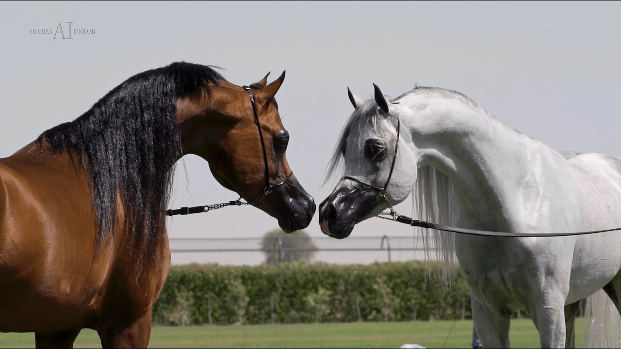 🌟⁣ DUBAI STUD 🌟⁣ Open House 2022
