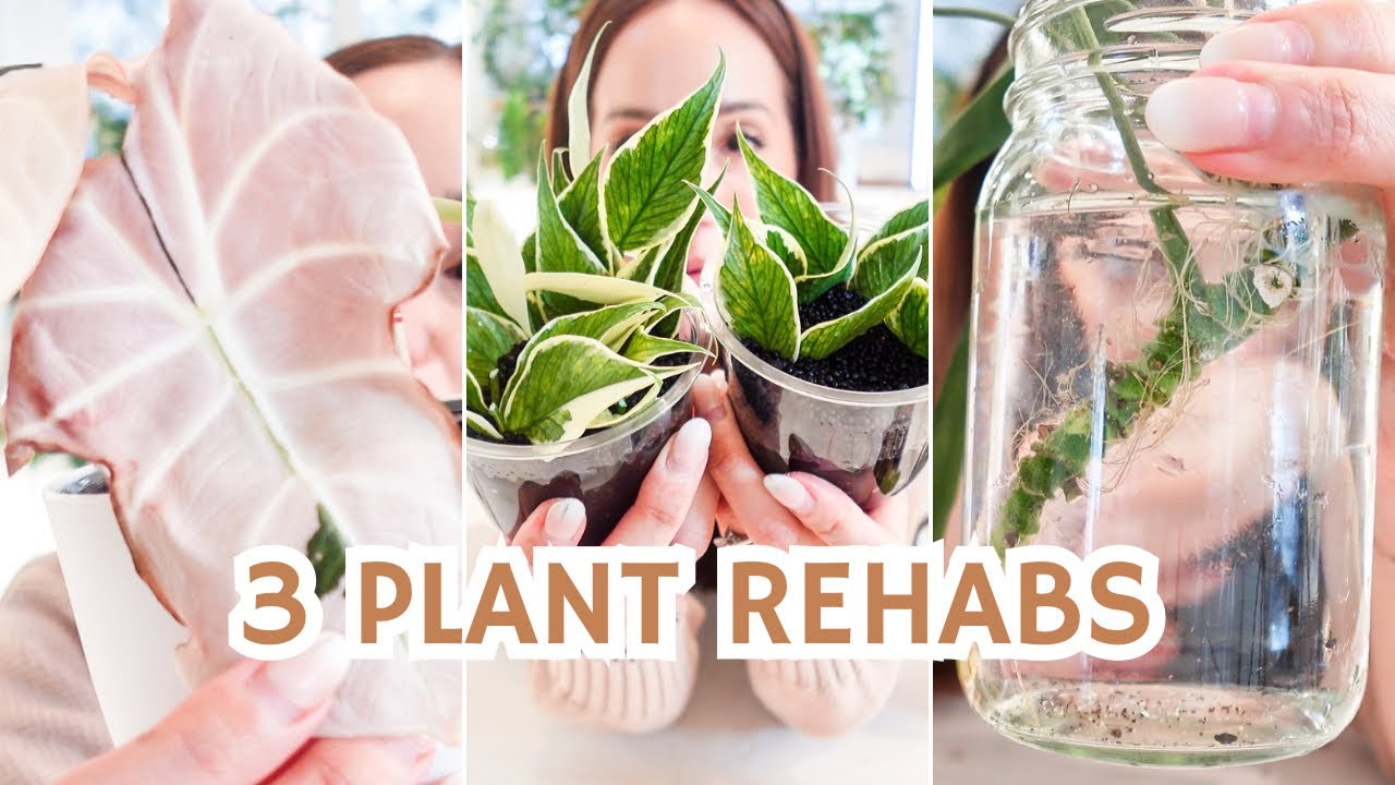 plant rehabs🤕| root rot treatment | propagation | chop + restart