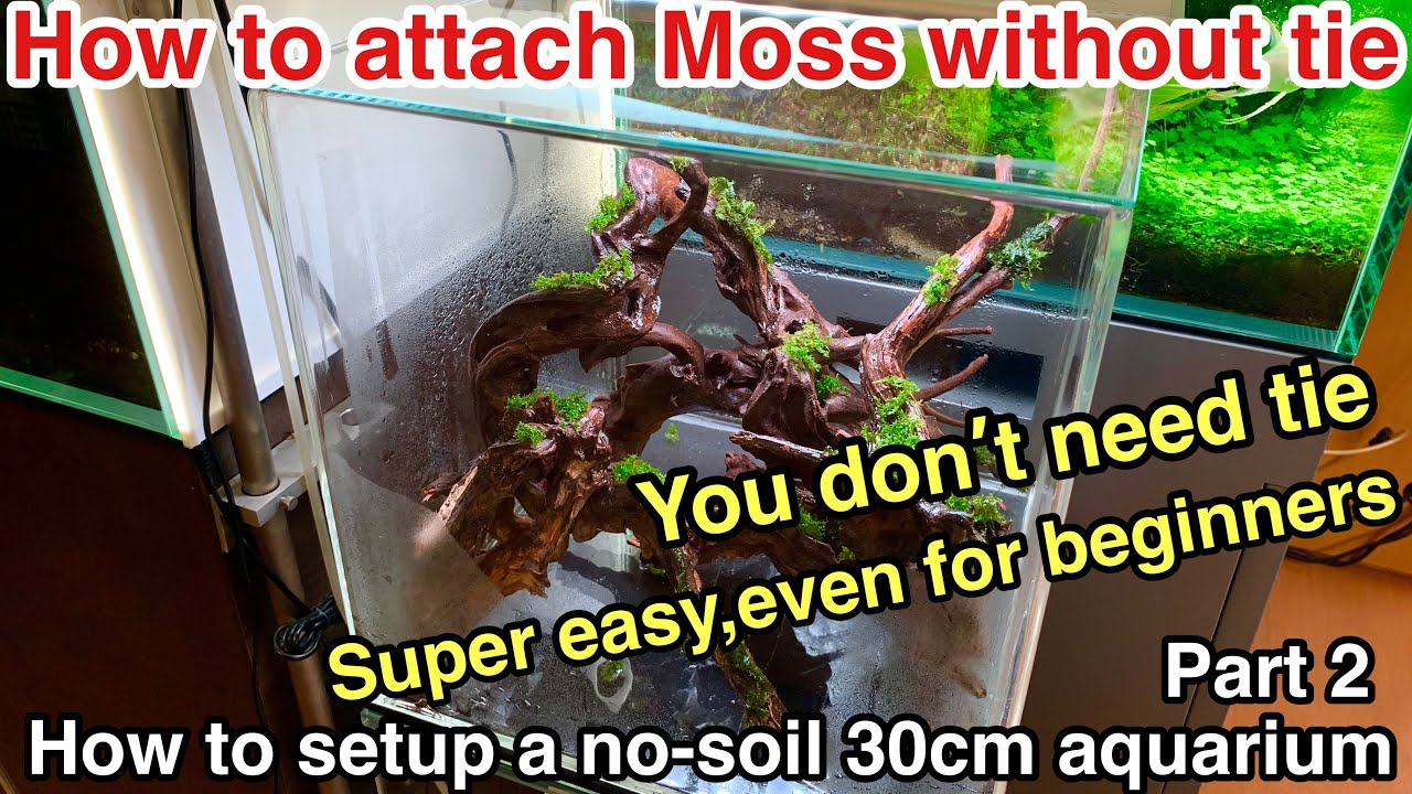 How To Build A No Soil 30cmCube Aquascape Part ②ADA natureaquarium setting for beginners,plantedtank