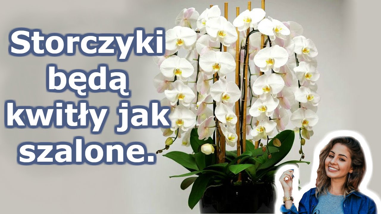 A twoja orchidea zakwitnie przez cały rok. 7 ważnych sekretów pielęgnacji storczyków