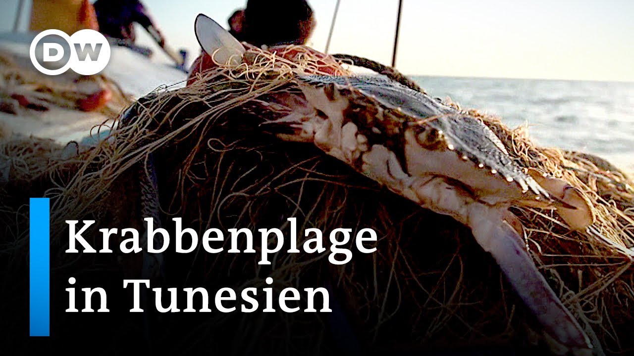 Tunesien: Invasive blaue Krabbe wird zur Delikatesse | Global Ideas