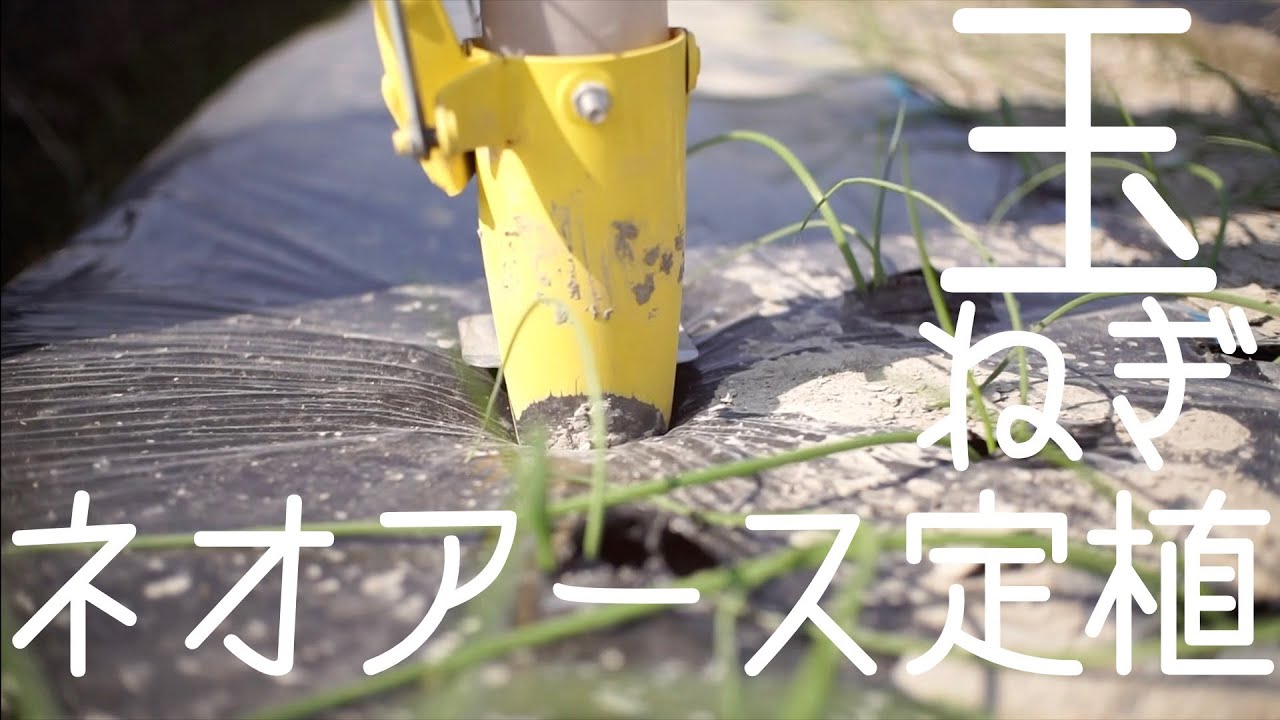 「玉ねぎ栽培」中晩生ネオアース定植2022.11