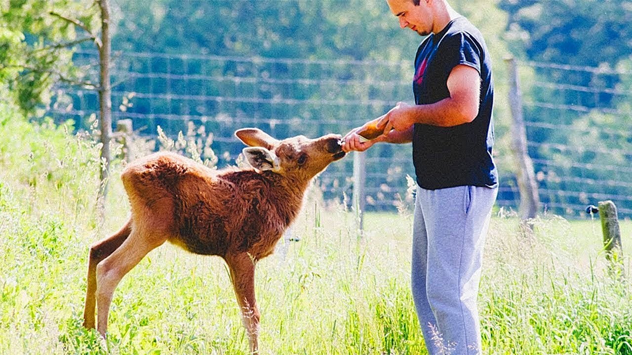 Mann rettet halb verhungerten Elch, der zahlt es auf unglaubliche Art und Weise zurück...