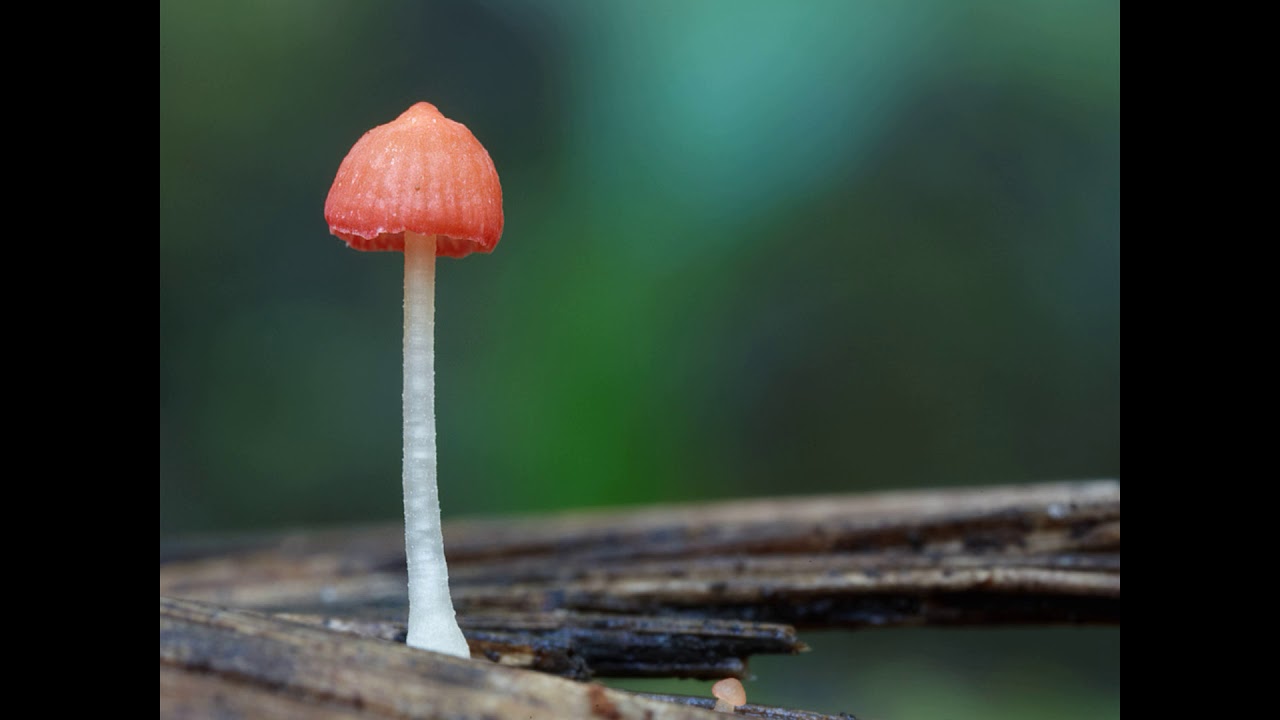 Atheniella adonis
