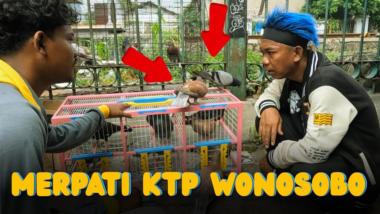 Pedagang Merpati Pinggir Stasiun Grogol Jakarta Barat