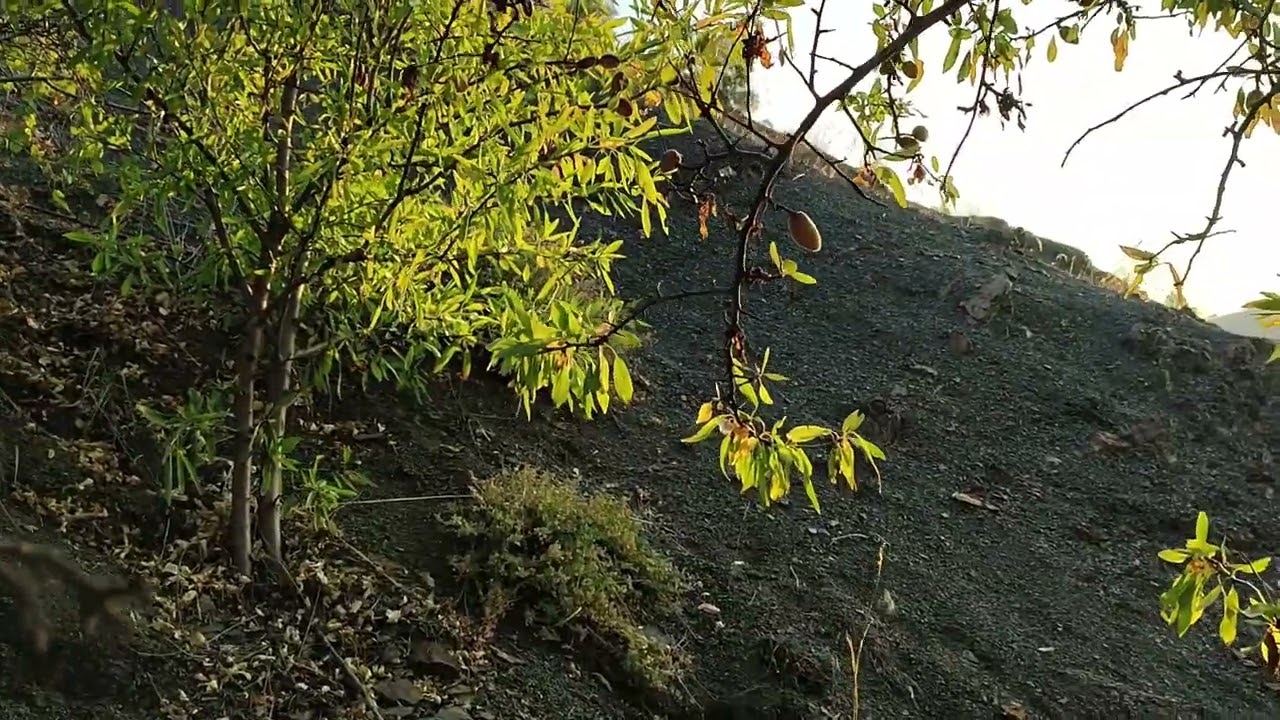 Дикие мини-лесосады в горной полупустыне!