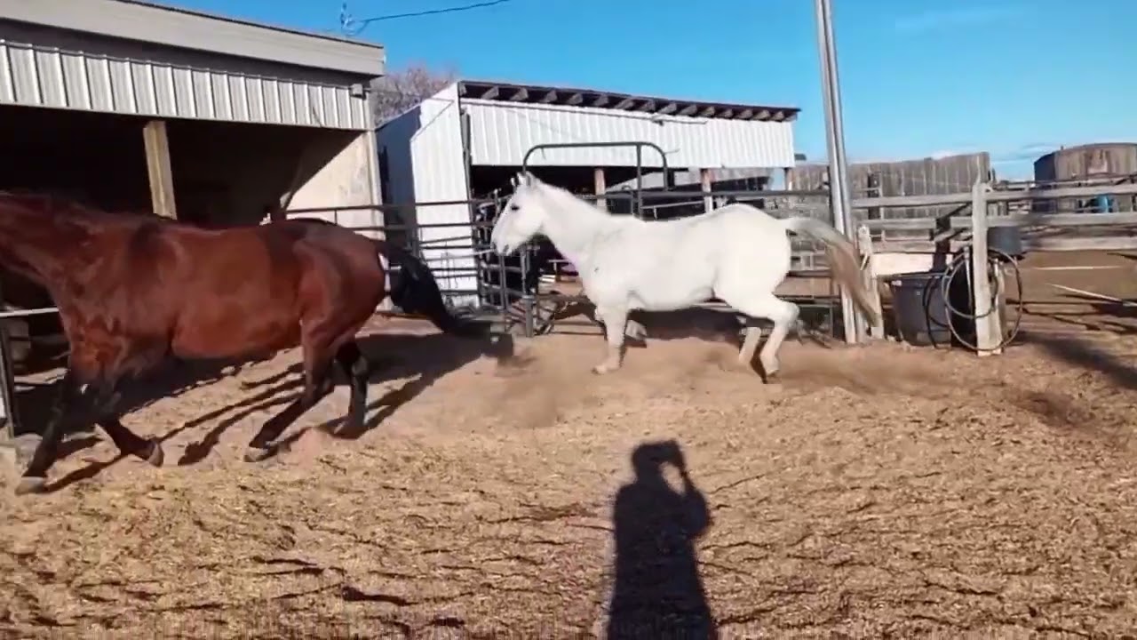 Exercising my horses 🐎❤️ slow motion with beautiful music 🤠