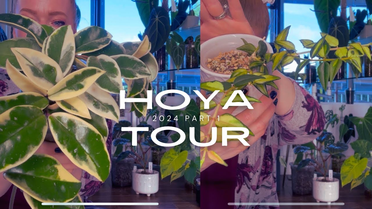 Hoya Collection Tour 2024 Part 1