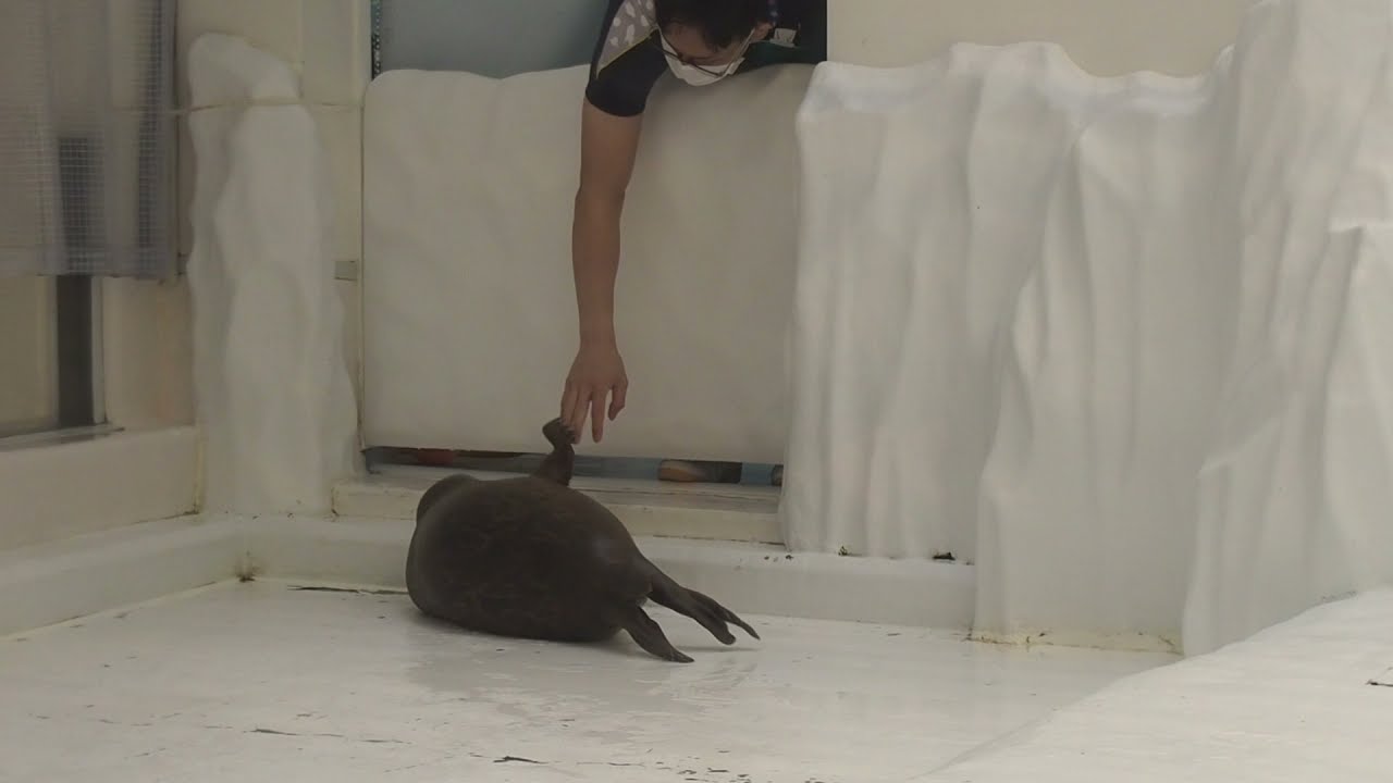 飼育員さんを何度も呼ぶワモンアザラシのミゾレちゃん