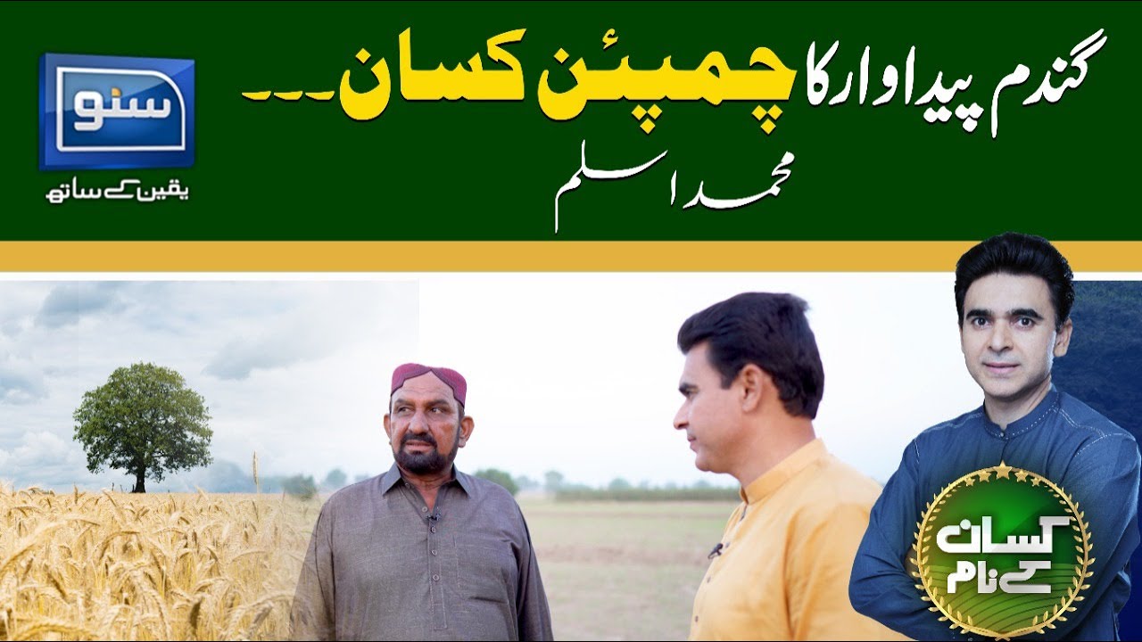 How Farmer Muhammad Aslam Got 78 mund Per Acre Wheat Production? | Kisan Kay Naam | SUNO TV
