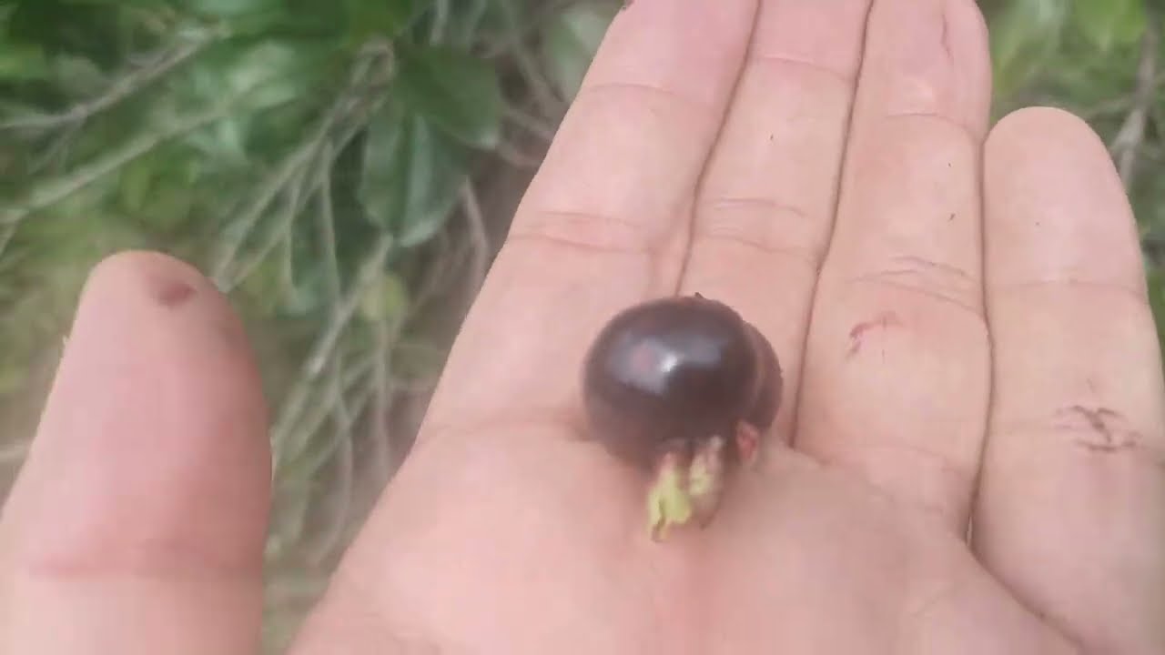 Grumichama (Eugenia brasiliensis)