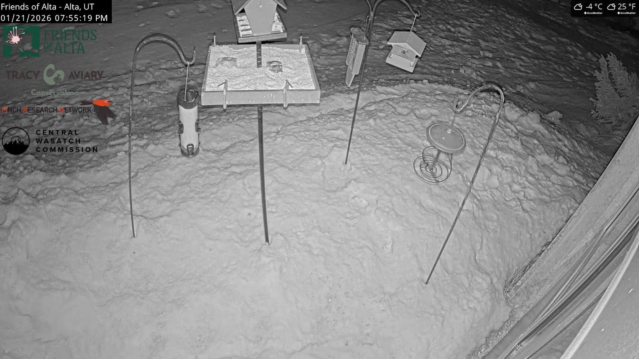 2026-01-21 - Day - Friends of Alta - Alta, UT - Live Stream Bird Feeder Cam