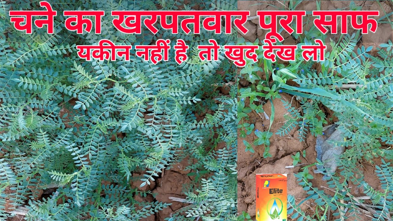 चना फसल का खरपतवार नाशक 100% रिजल्ट
