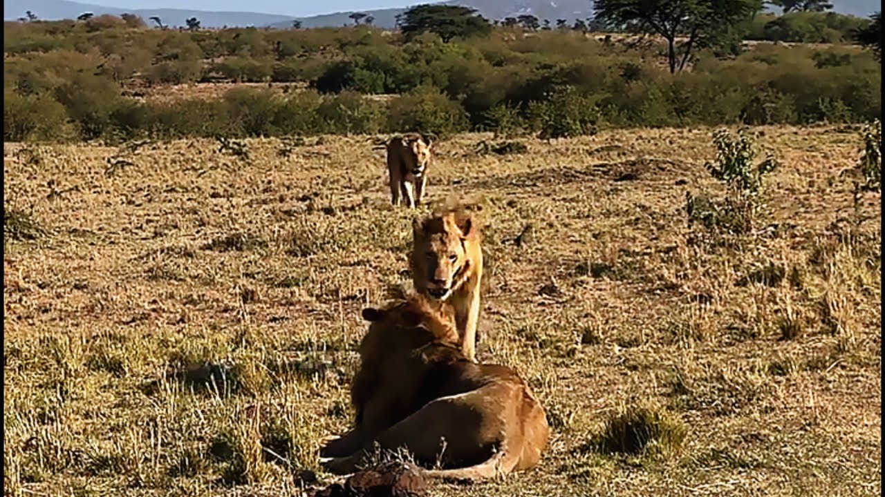 Aggressive Sons of Osupaat Male Lion | They Killed the Serian Male few days ago | 12 December 2025