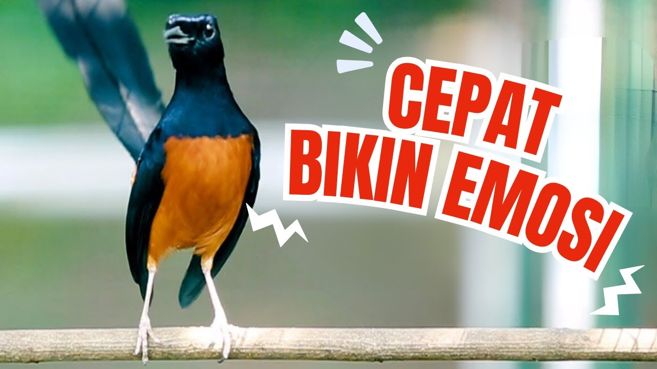Pancingan Murai Gacor, Dongkrak emosi murai macet bunyi jadi gacor full isian kretekan tembakan