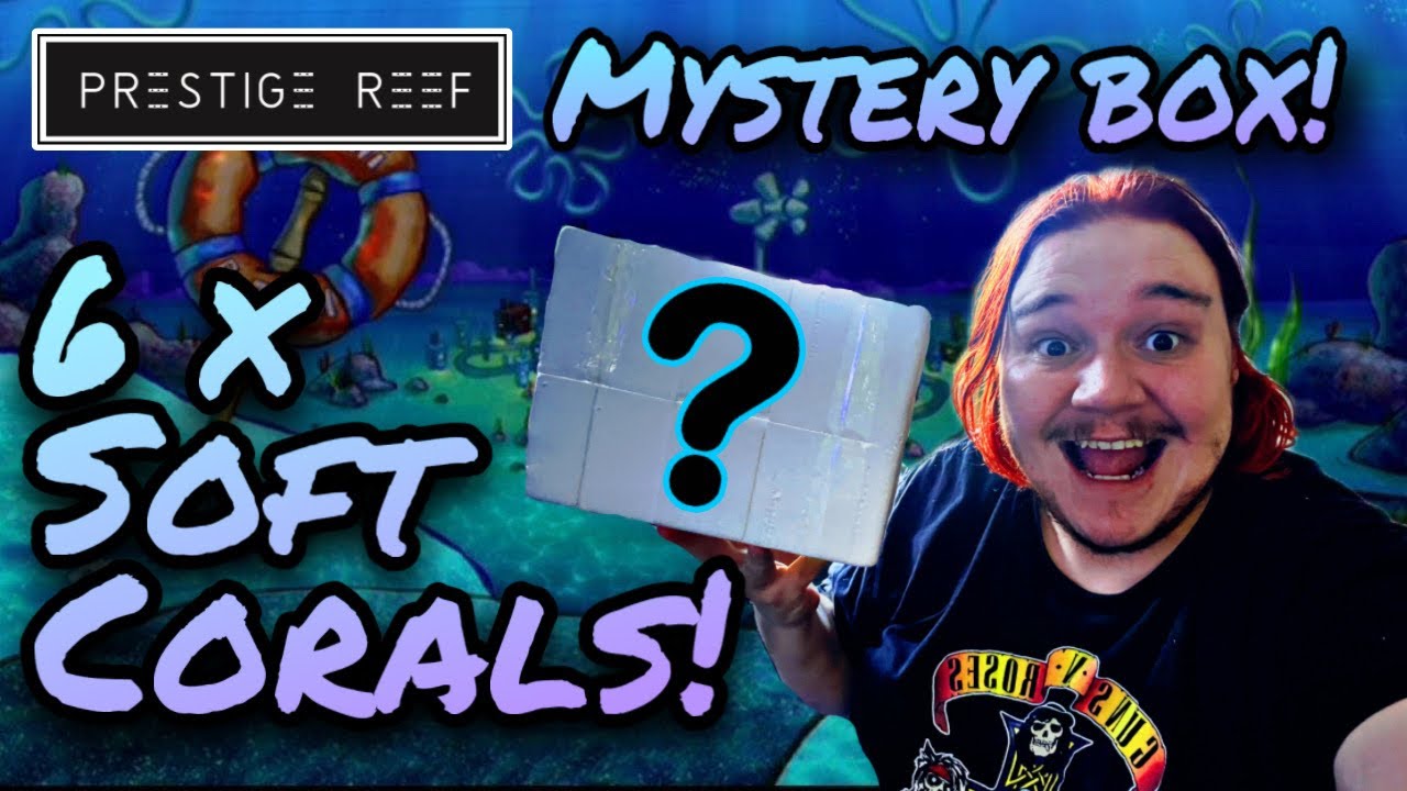 Prestige Reef 6 coral mystery box unboxing and full day vlog!