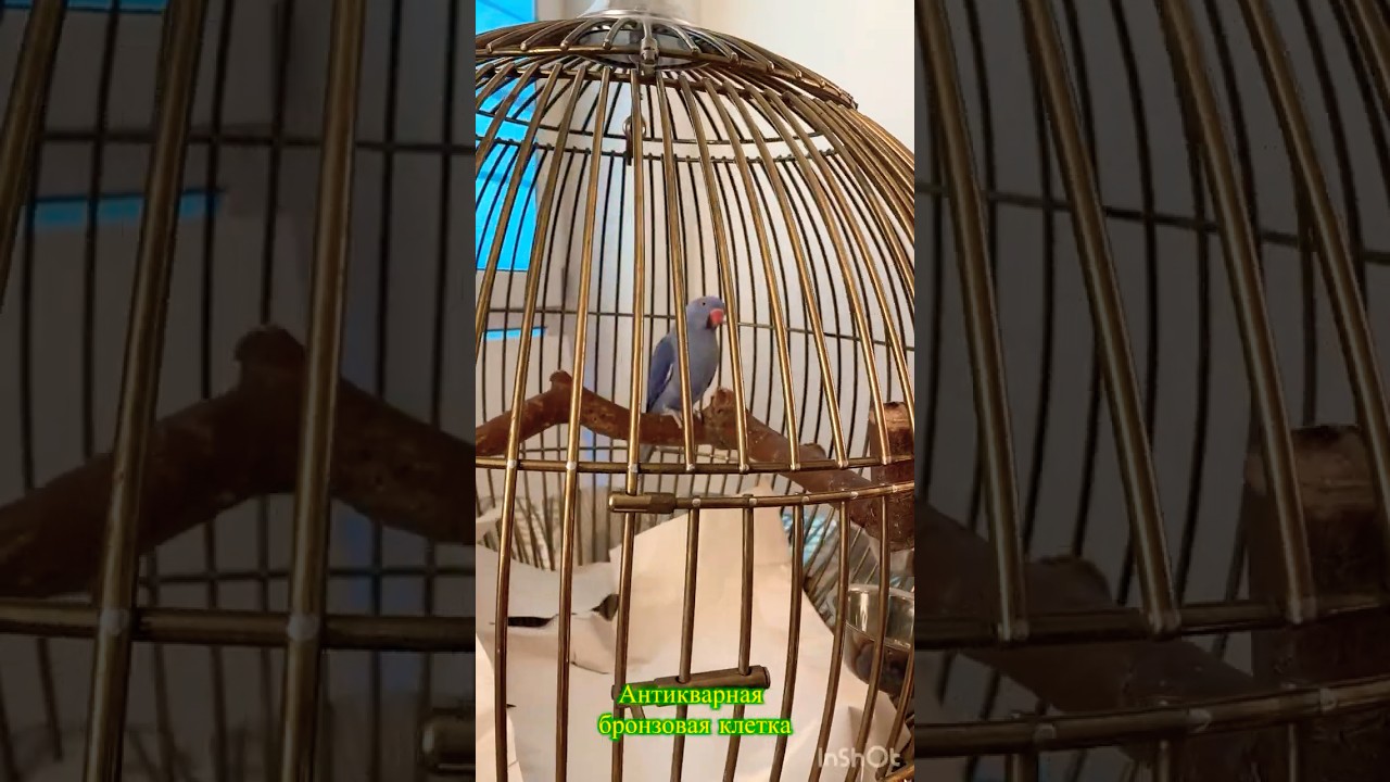 Antique bronze cage Клетка для птиц  Bird cage 鸡笼&nbsp; Vogelbauer Fuglebur cage &agrave; oiseau